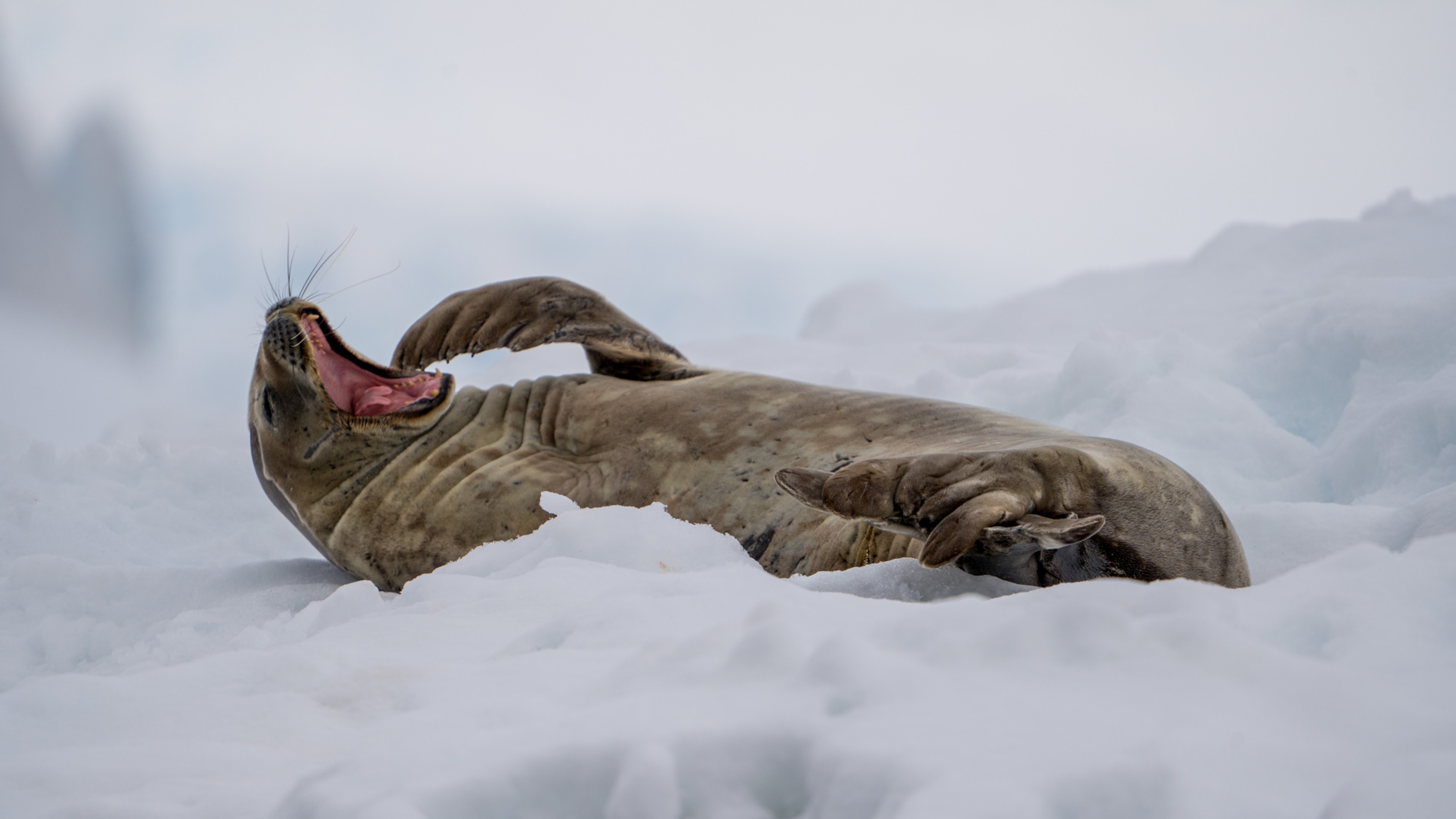 A seal lies on its back in the snow with its mouth open, appearing to yawn or stretch.