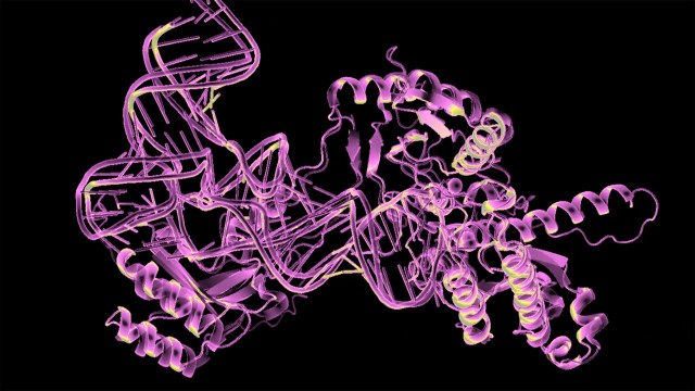 A 3D structural representation of a protein with intertwined helices and strands, depicted in shades of pink and purple, set against a black background.