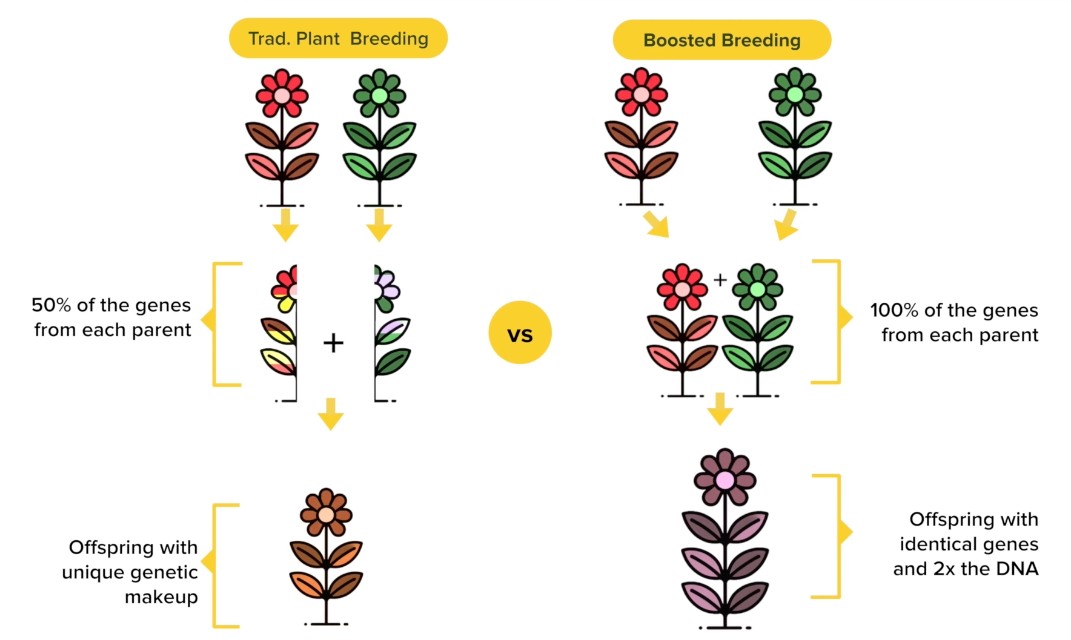 Diagram comparing traditional plant breeding and boosted breeding. Traditional breeding mixes genes, while boosted breeding combines the full genome from both parents, producing identical offspring with double DNA.
