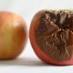 Two apples on a white surface. One apple is fresh and the other is partially decayed with a shriveled, brown surface.