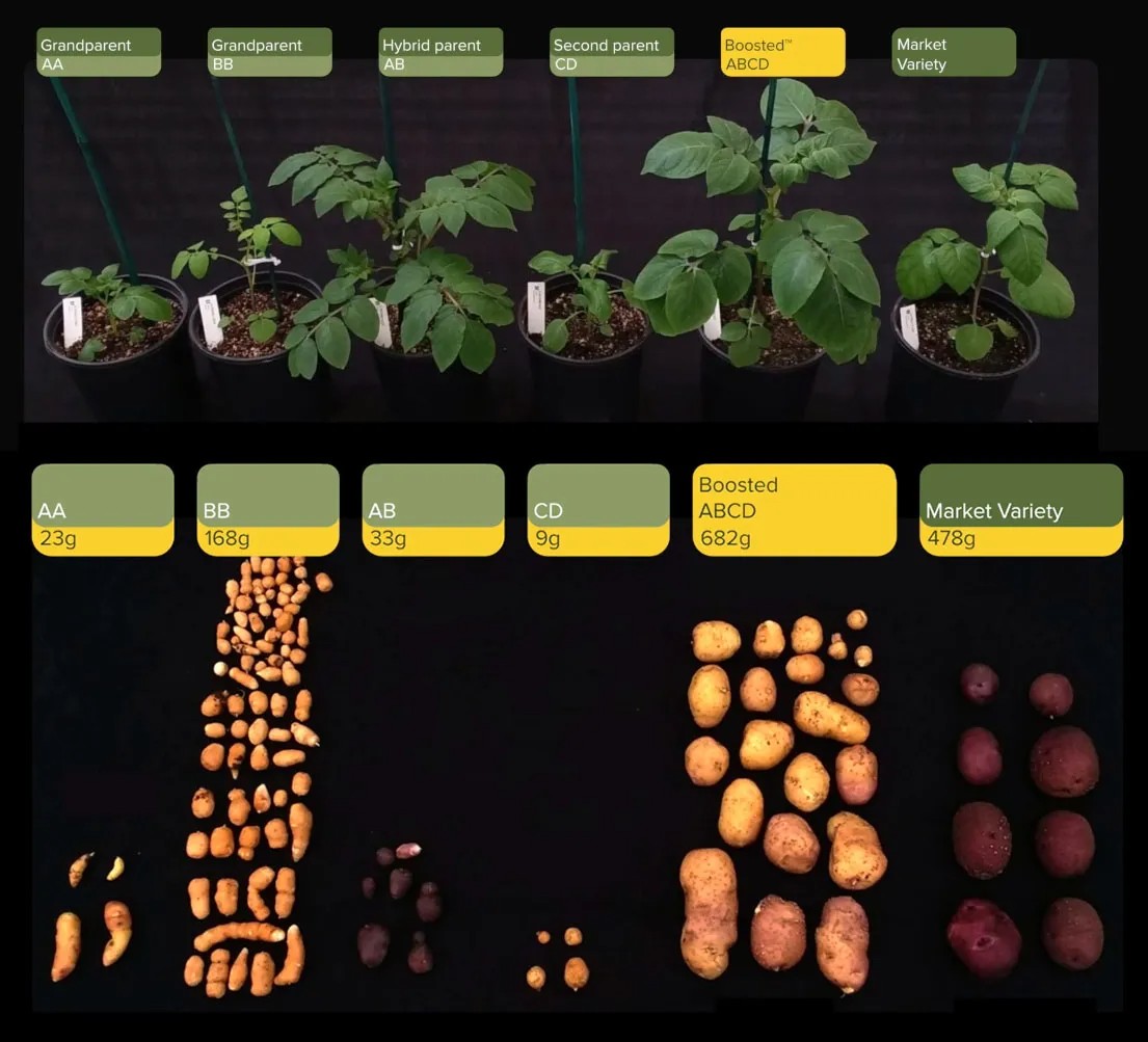 Comparison of different potato plants and their harvested potatoes. Each plant is labeled from grandparent to market variety, with weights of their respective yields shown below the plants.