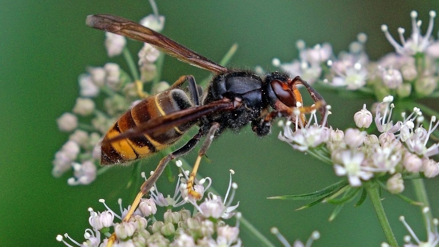 Close-up of a hornet with black and yellow stripes on its body, perched on small white flowers against a green background.