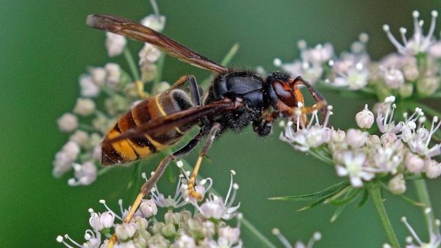 Close-up of a hornet with black and yellow stripes on its body, perched on small white flowers against a green background.