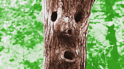 Close-up of a tree trunk with natural holes resembling a face, set against a green leafy background. This curious formation invites contemplation on the legal personhood of nature itself.