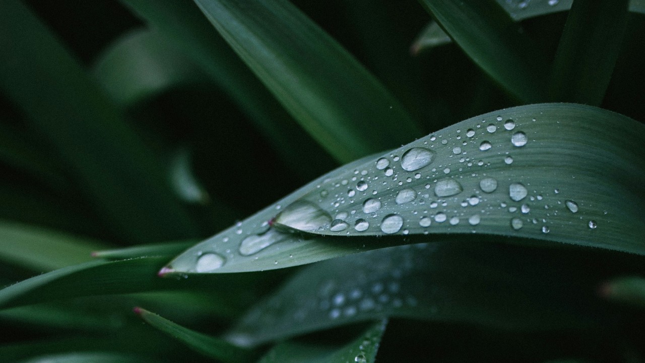 Close-up of raindrops on green leaves with a dark, blurred background.