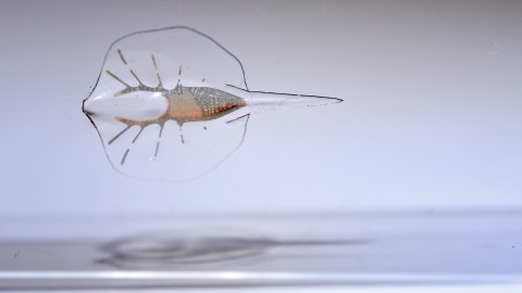 Close-up view of a translucent, flatfish-like biohybrid organism with a thin body and short, spiky fins suspended in clear liquid against a plain background.