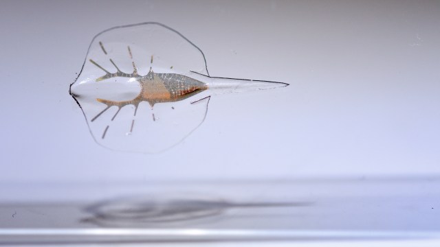 Close-up view of a translucent, flatfish-like biohybrid organism with a thin body and short, spiky fins suspended in clear liquid against a plain background.