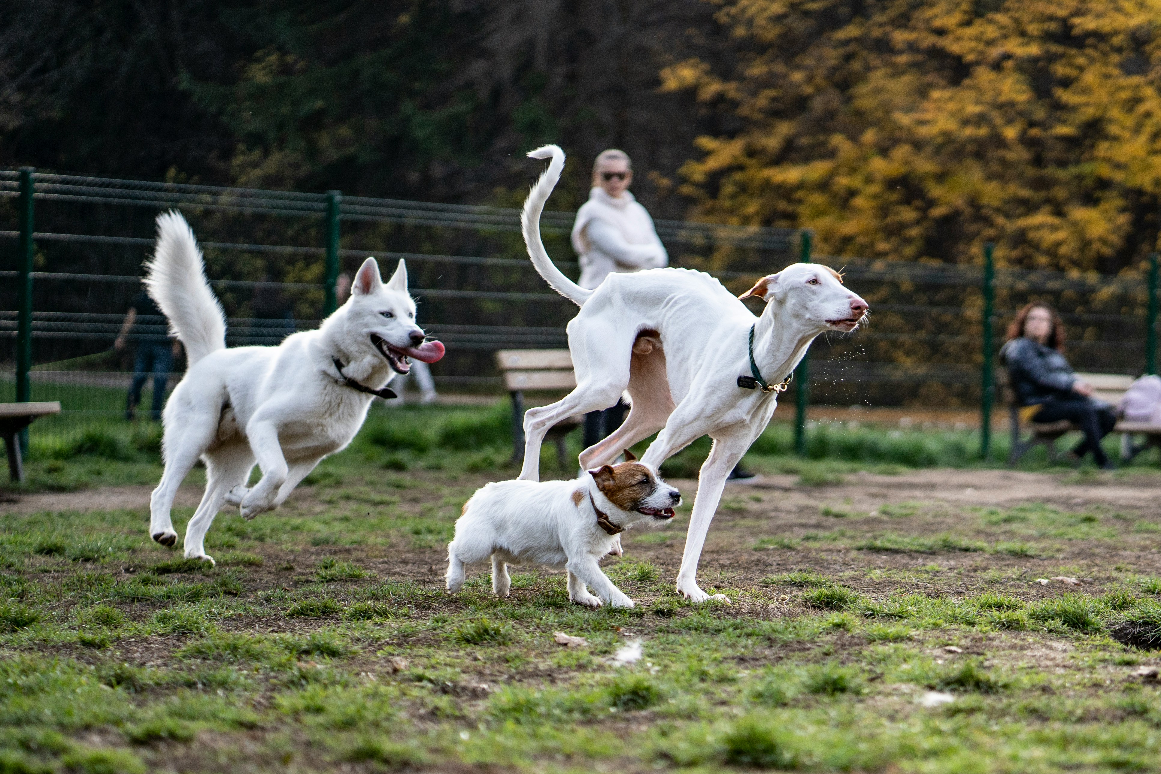 Three dogs of different breeds are running and playing in a fenced park area. Two people are sitting on benches in the background.