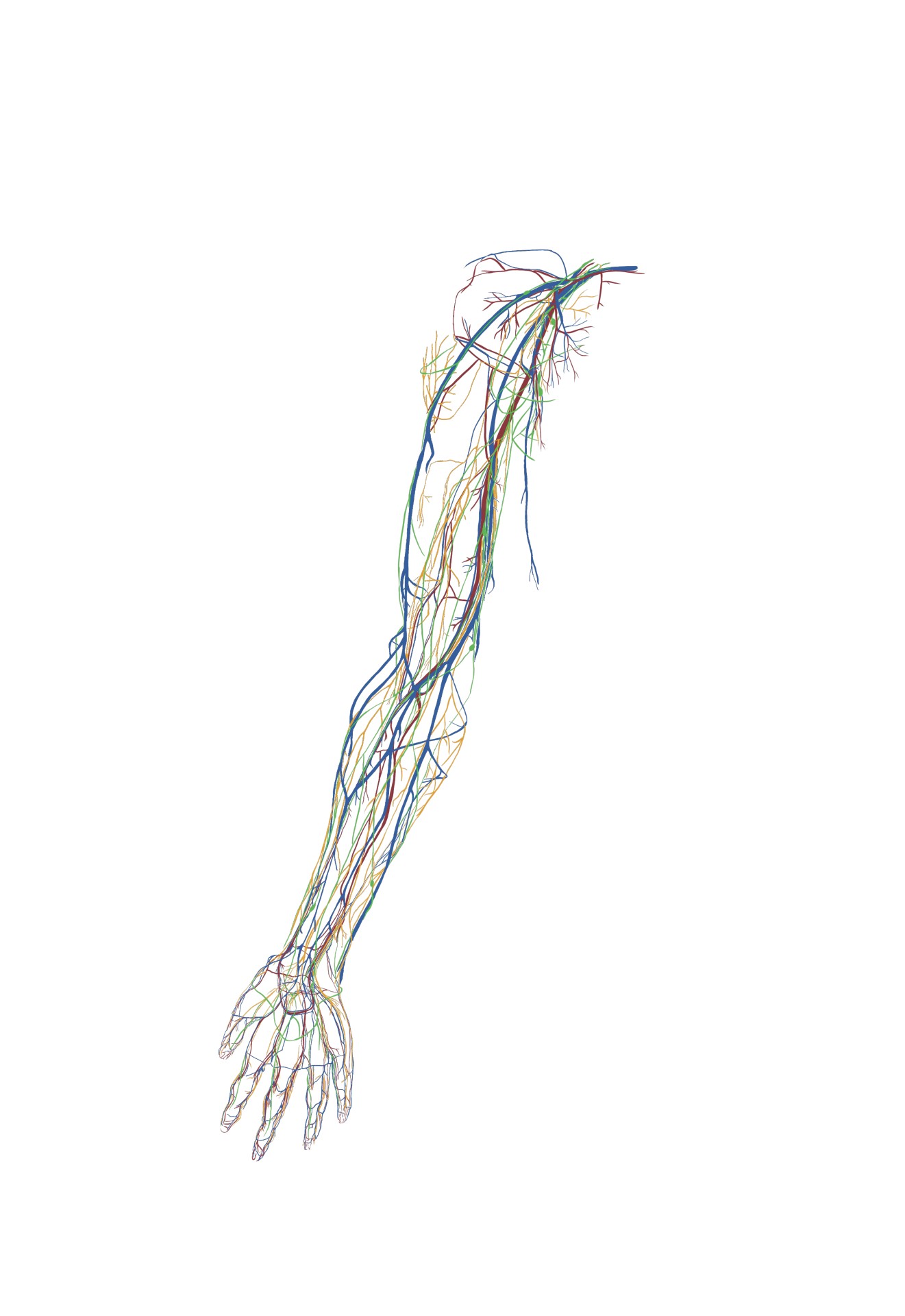 Illustration of a human arm highlighting the nervous system, featuring detailed pathways of nerves extending from the shoulder to the hand.