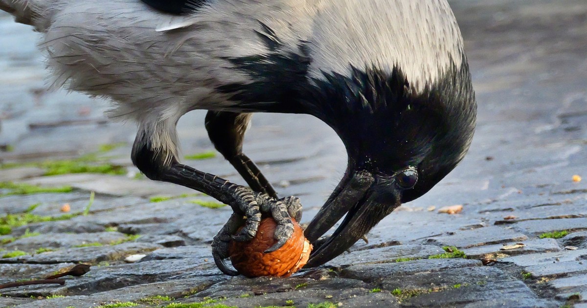 Crows are even smarter than we thought