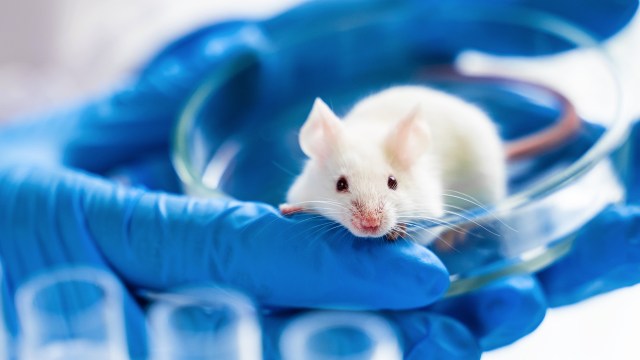 A white lab mouse sits in a glass petri dish, cradled gently by hands clad in blue gloves. The captivating scene underscores the crucial role of lab mice in scientific research and discovery.