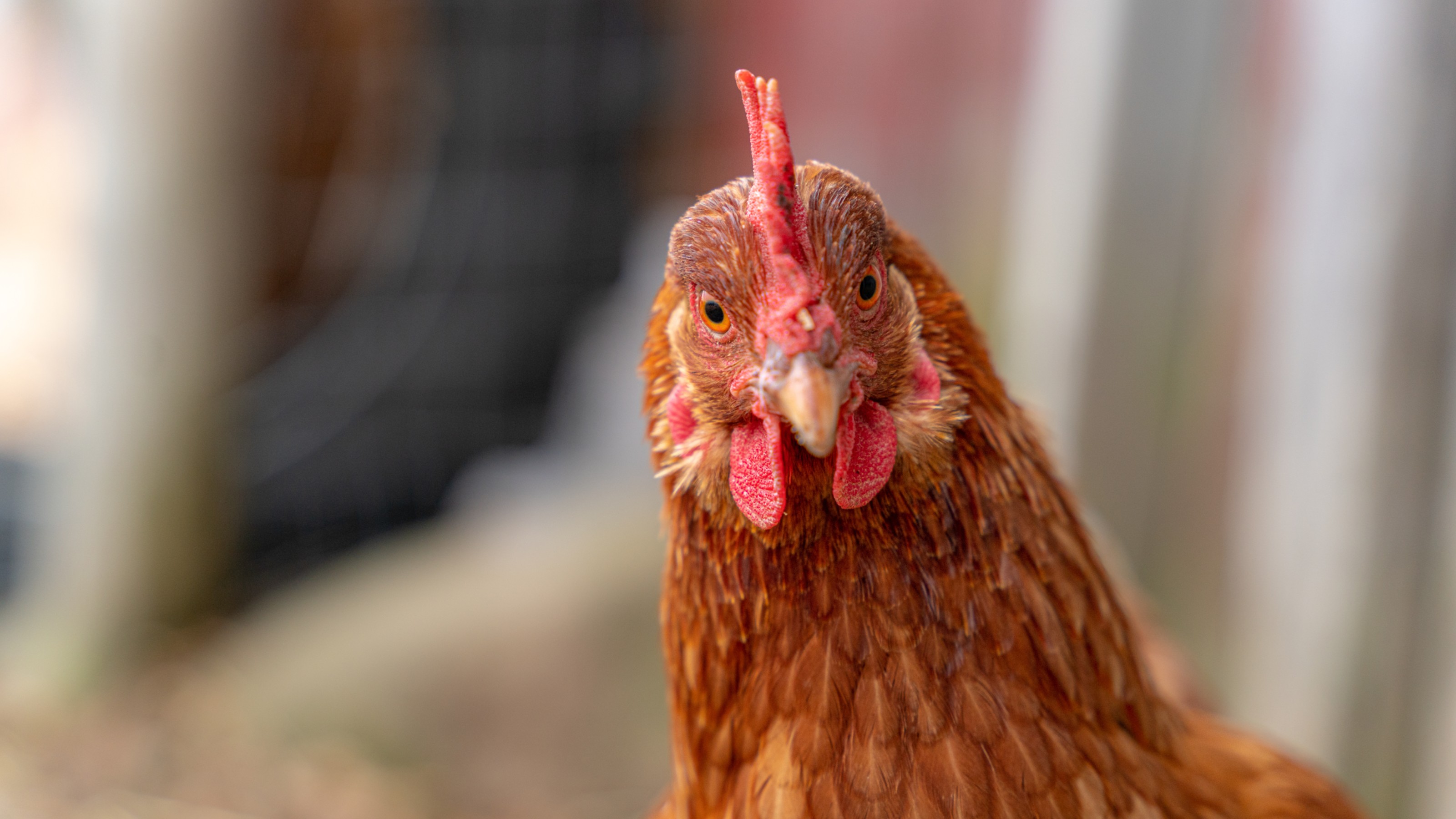 A close-up of a brown chicken looking directly at the camera, with blurred background.