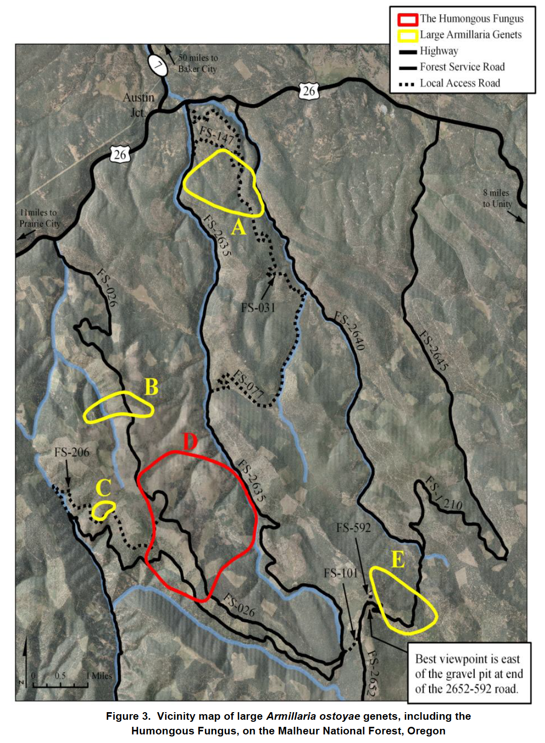 Map of the Malheur National Forest in Oregon showing locations of Armillaria ostoyae, highways, forest service roads, local access roads, and viewpoints marked with colored outlines.