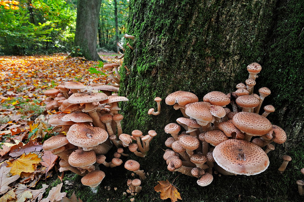 Clusters of mushrooms growing at the base of a moss-covered tree in a forest with fallen leaves.