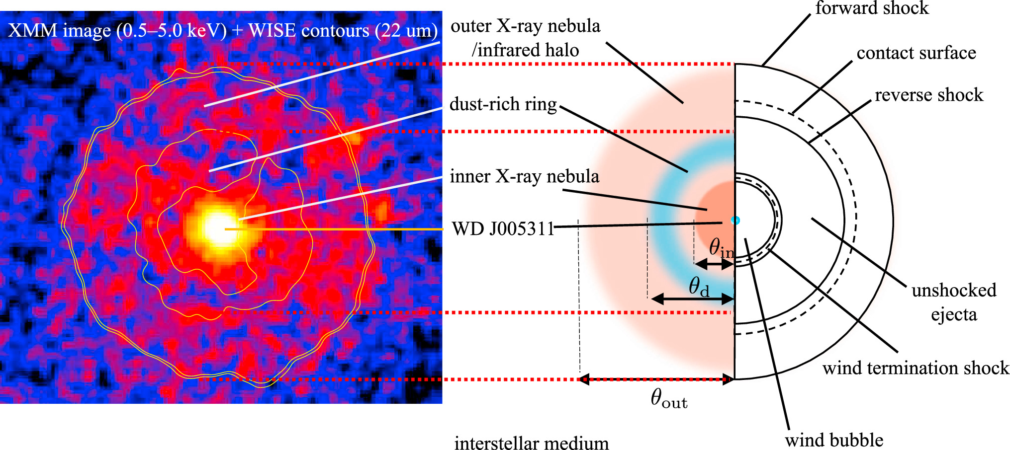 Diagram illustrating a mysterious X-ray nebula with labeled components, including a dust-rich ring, outer and inner X-ray nebula, forward and reverse shock, bizarre supernova effects, and contact surface.