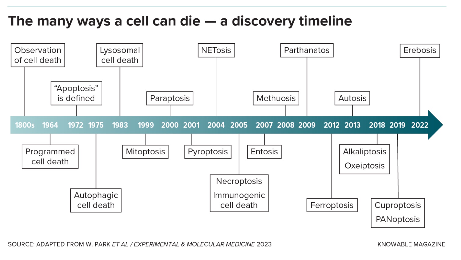 A timeline chart illustrating cells dying through various mechanisms discovered from the 1800s to 2022, such as apoptosis, NETosis, and mitoptosis. Adapted from "Experimental & Molecular Medicine" 2023.