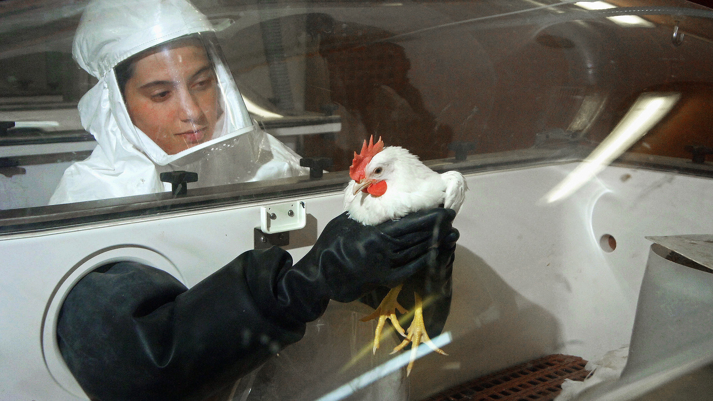 A person in protective gear cautiously holds a white chicken inside a controlled environment chamber, underscoring precautions against bird flu.