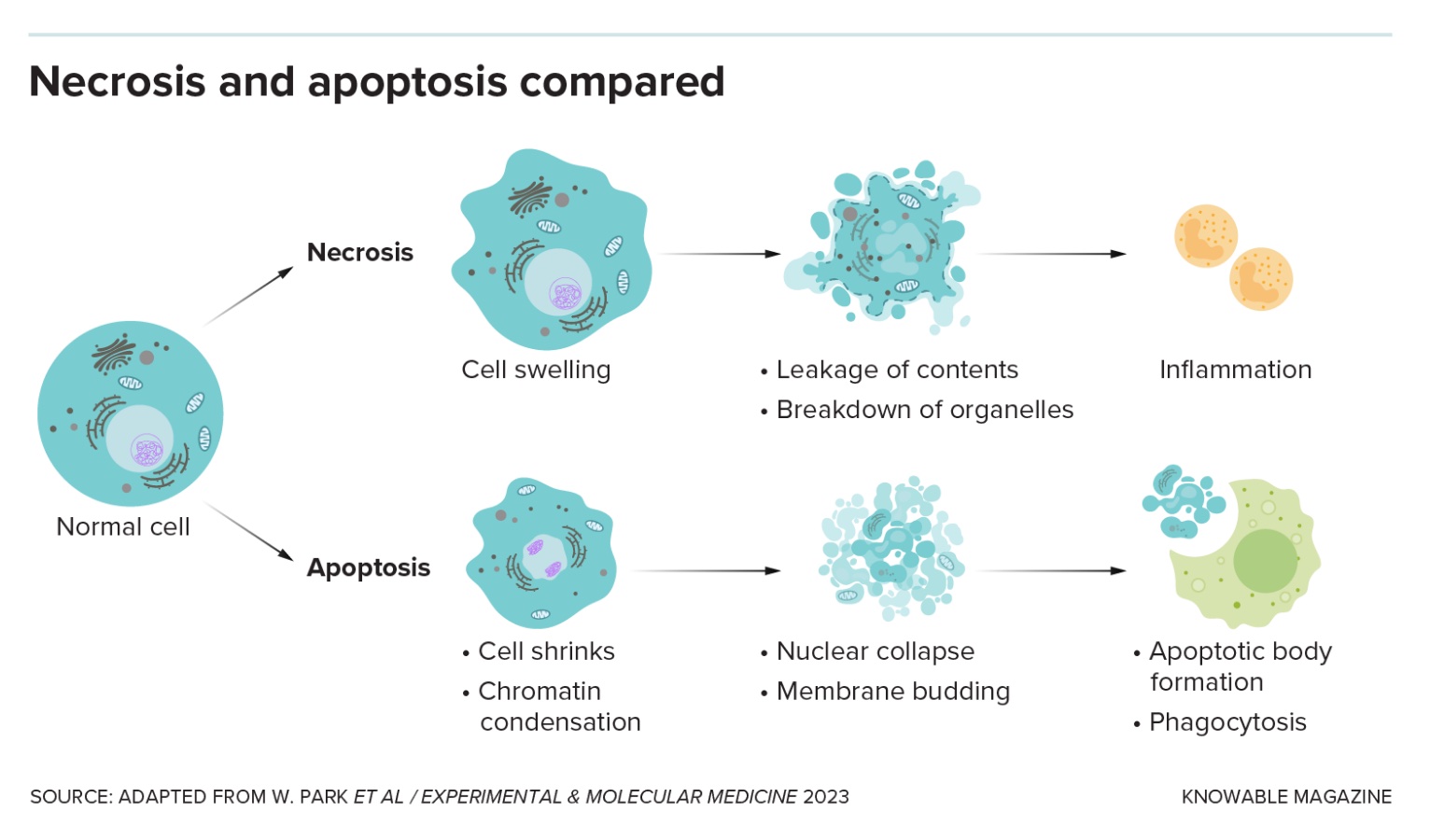 A diagram comparing necrosis and apoptosis illustrates the stages of cells dying: from normal cell to swelling and bursting in necrosis, and shrinkage with membrane budding in apoptosis.