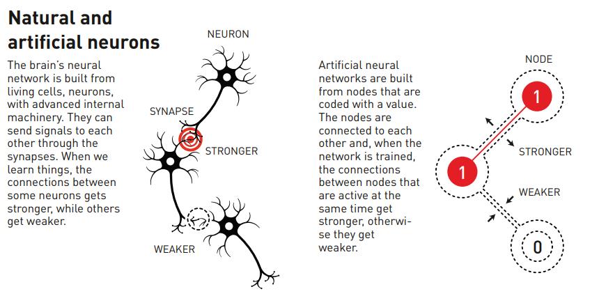 Comparison of biological neurons and synapses with artificial neural network nodes, akin to the concepts explored by Nobel Prize Physics 2024 winners, illustrating connection strengthening and weakening in response to activity and training.