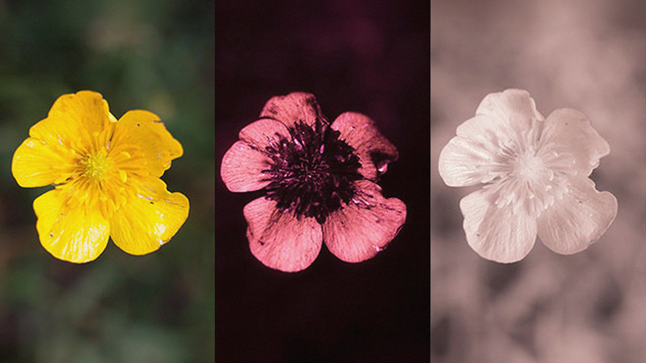 Three versions of a buttercup flower: left is yellow in visible light, middle is pinkish in ultraviolet, and right is colorless in infrared—a glimpse into the diverse sensory umwelt surrounding us.