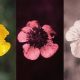 Three versions of a buttercup flower: left is yellow in visible light, middle is pinkish in ultraviolet, and right is colorless in infrared—a glimpse into the diverse sensory umwelt surrounding us.