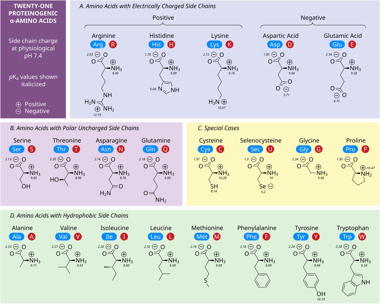 Diagram showing the chemical structures of the twenty-one proteinogenic amino acids, categorized by side chain charge and characteristics, including pK values and labels for positive or negative charges.