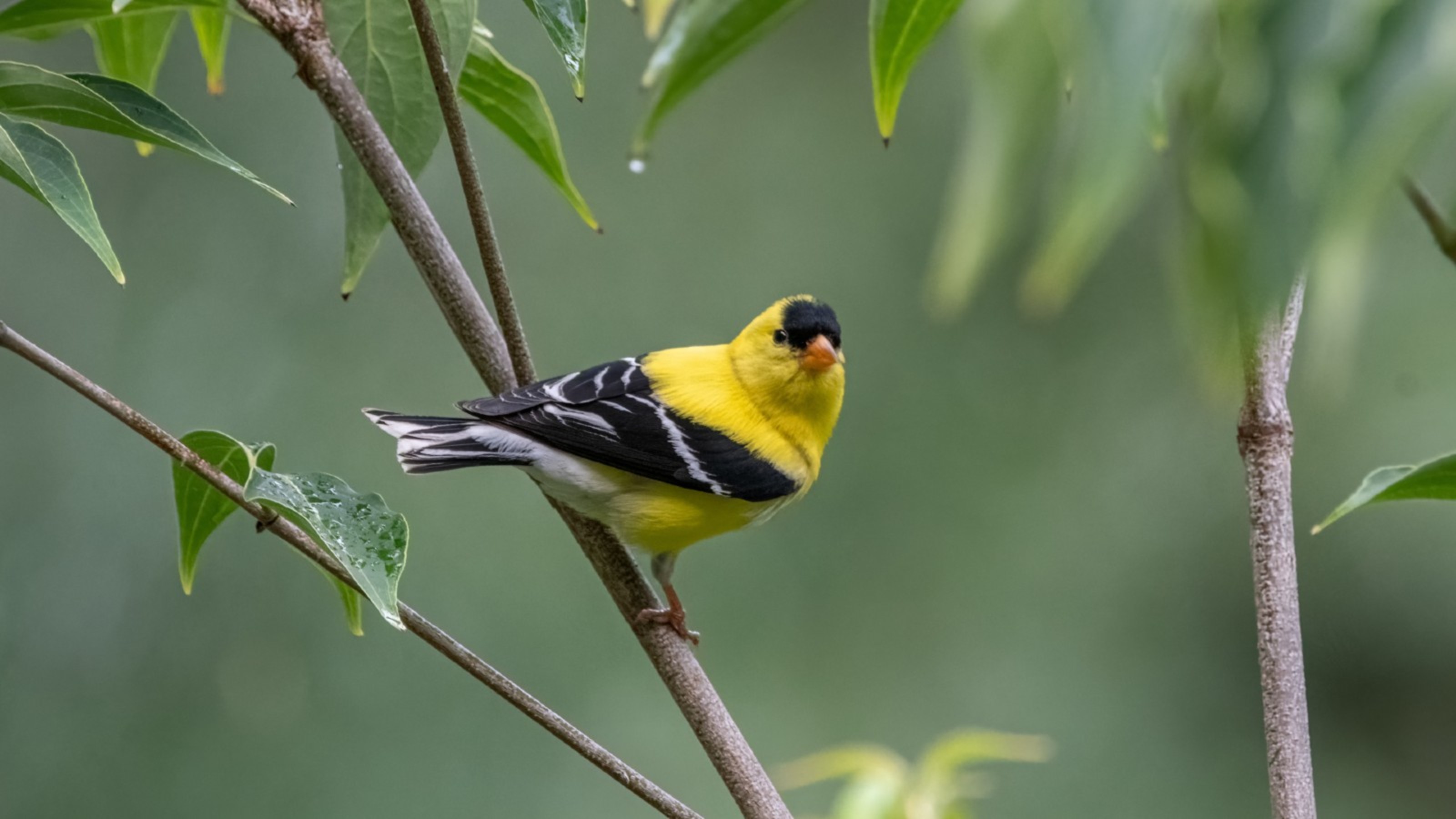 Yellow and black bird perched on a thin branch surrounded by green leaves.