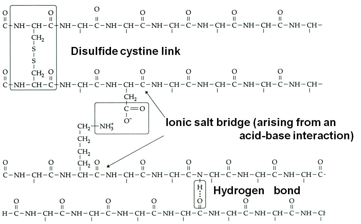 Chemical structure diagram showing disulfide cystine link, ionic salt bridge from acid-base interaction, and hydrogen bond.