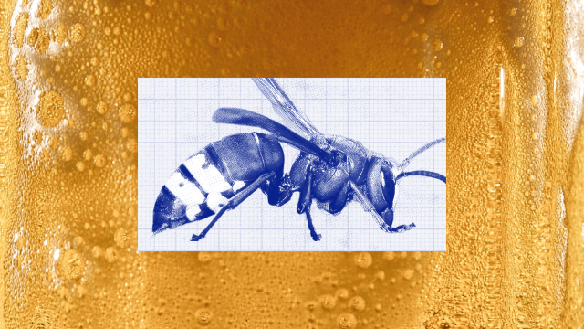 A wasp illustration in blue on grid paper is overlaid on a close-up image of effervescent bubbles in a golden alcoholic liquid.