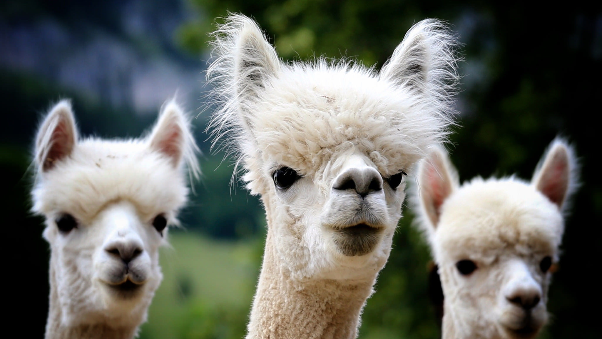 Three alpacas with fluffy white fur stand in a green outdoor setting, facing the camera.