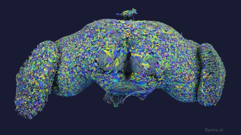 A detailed, colorful brain visualization with intricate patterns of green, blue, and yellow on a dark background.