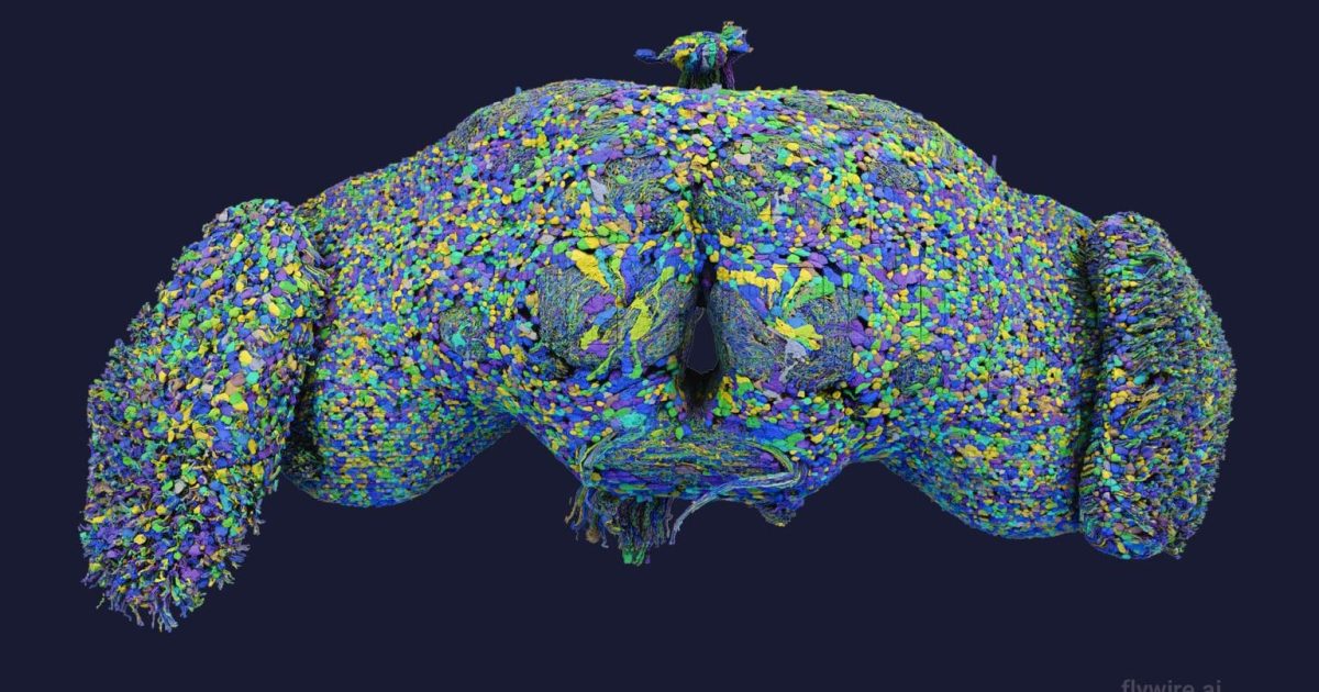 The most detailed brain map ever