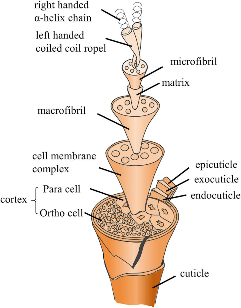 Diagram illustrating a hair structure with labeled parts: α-helix chain, microfibril, matrix, macrofibril, cell membrane complex, para and ortho cells, cortex, epicuticle, exocuticle, endocuticle, cuticle.