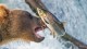 A bear attempting to catch a jumping fish near a waterfall.