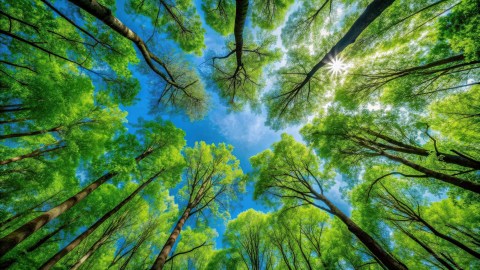 View from below of tall trees with lush green leaves against a clear blue sky, with sunlight peeking through the branches.