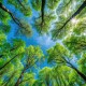 View from below of tall trees with lush green leaves against a clear blue sky, with sunlight peeking through the branches.