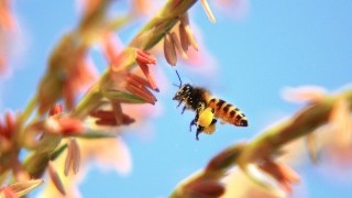 A bee with pollen on its legs hovers near a pink flower, casting a spell of psychological magic against the clear blue sky.