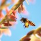 A bee with pollen on its legs hovers near a pink flower, casting a spell of psychological magic against the clear blue sky.