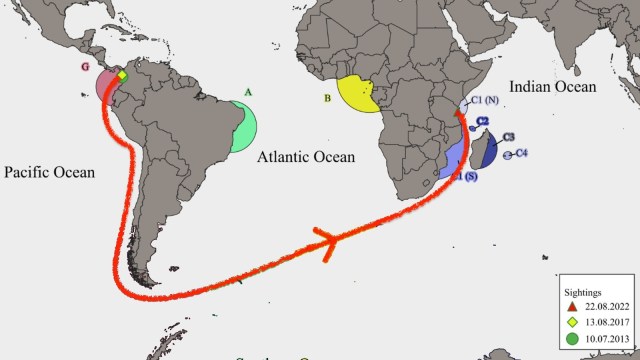 Map showing migration routes across the Pacific and Atlantic Oceans to the Indian Ocean, with sightings marked by colors and dates.