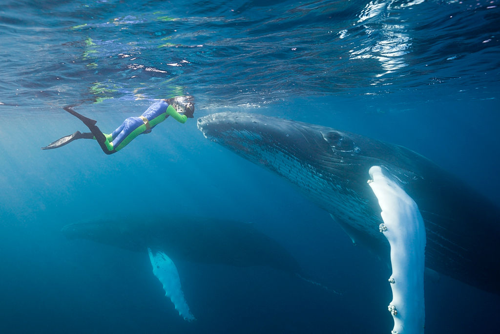 A diver in a wetsuit swims near a large whale underwater, with another whale visible in the background.