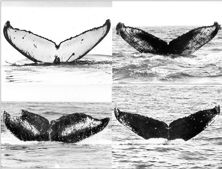 Four black and white images of whale tails above water, each with distinct markings and patterns.