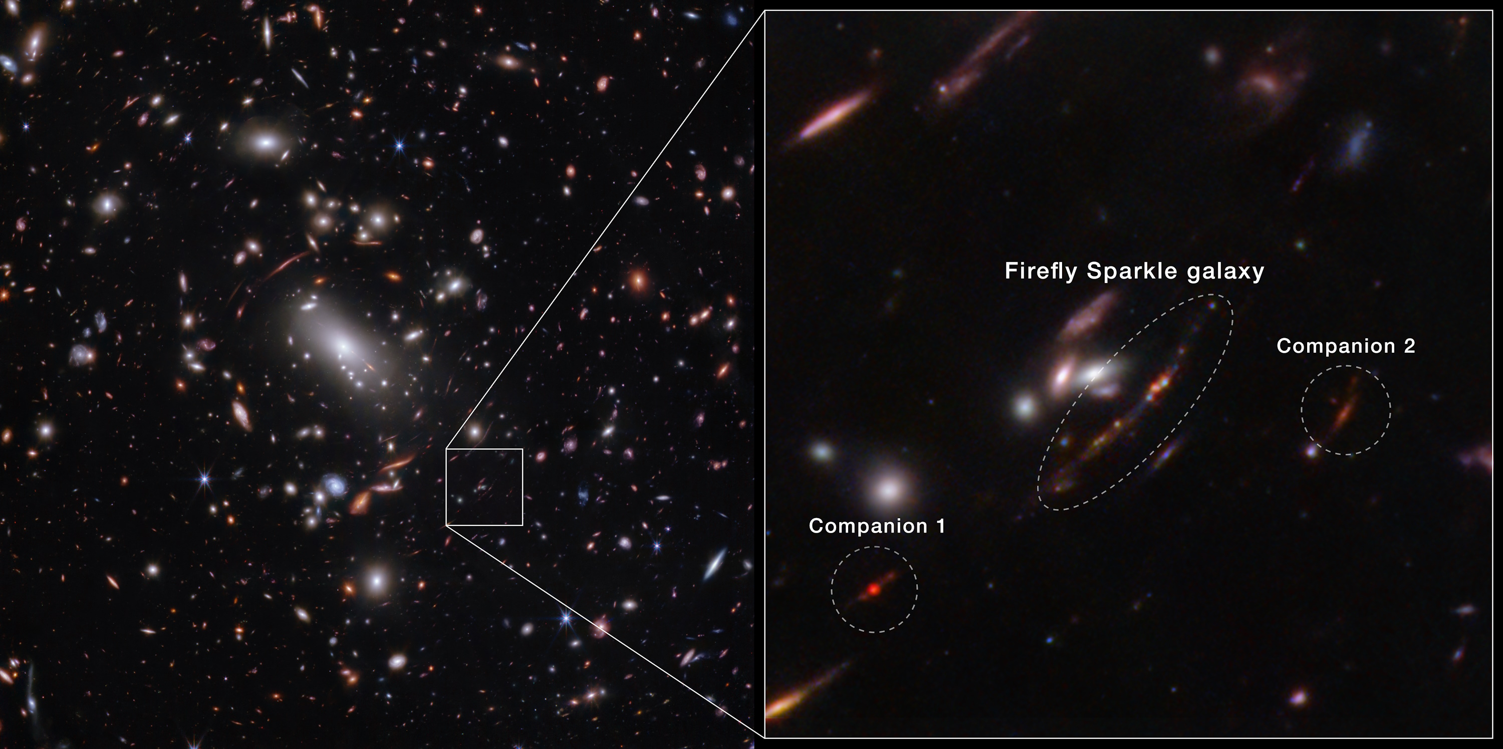 Image of the Firefly Sparkle galaxy and its companions, reminiscent of a baby Milky Way, surrounded by numerous stars and galaxies. The JWST offers a zoomed-in inset highlighting the galaxy and its two companions.