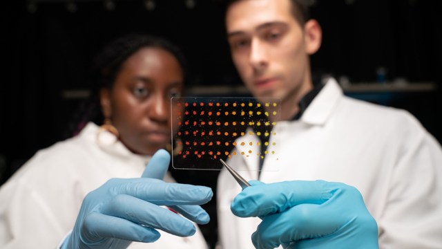 Two scientists in lab coats and gloves examine a small transparent plate with colorful dots, held by tweezers, in a laboratory setting.