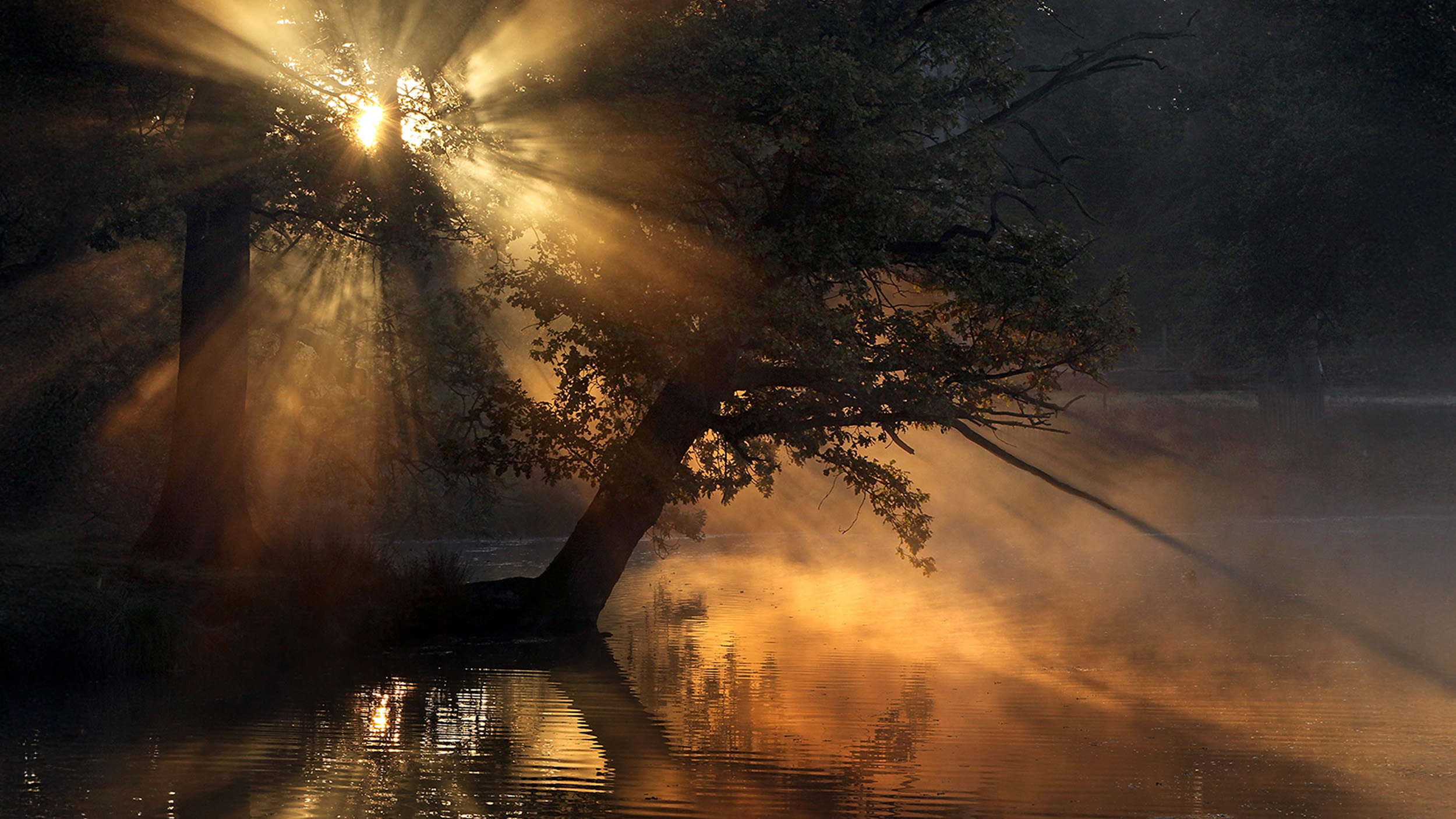 Sunlight, like a quantum sun, streams through tree branches, casting golden rays over a calm lake.