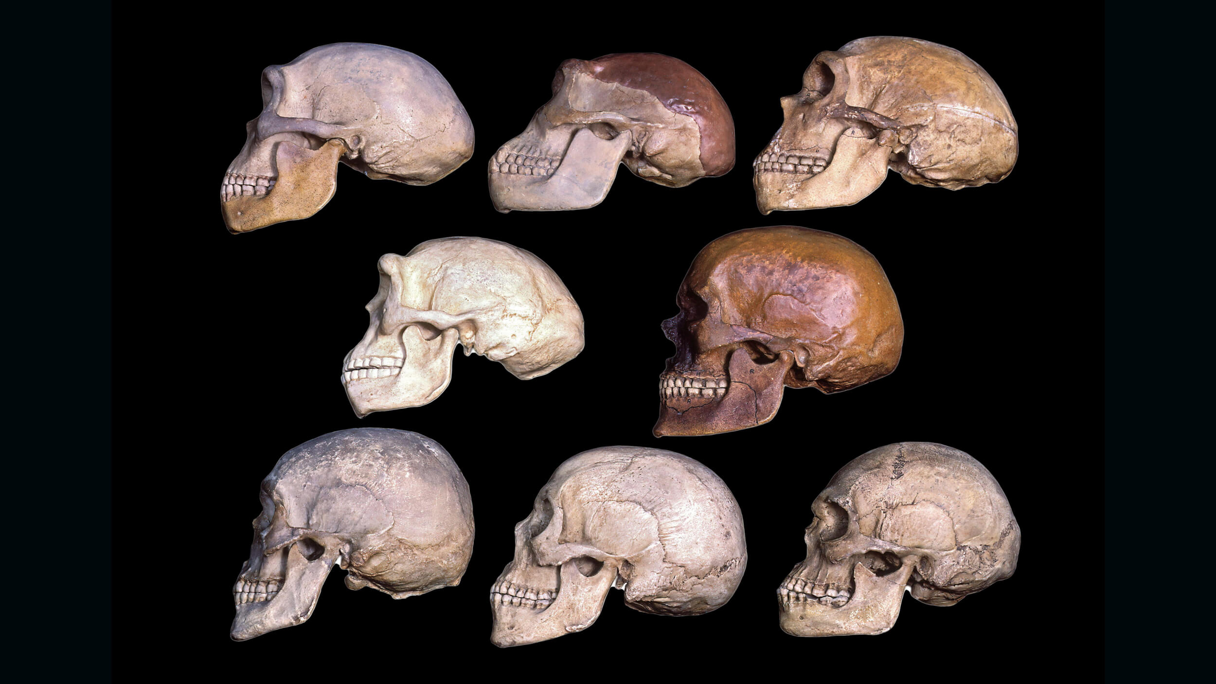 A collection of differently colored skull replicas arranged in three rows on a black background.