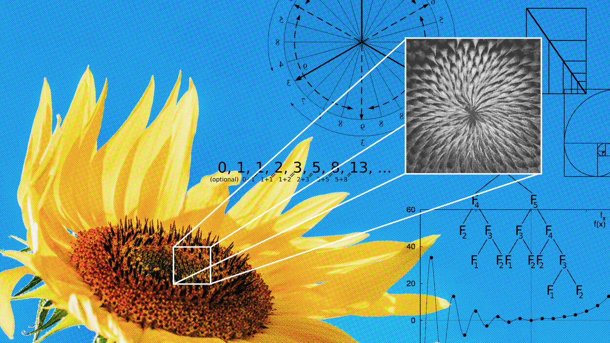 A sunflower with a detailed close-up of its center, showcasing spiral patterns intertwined with mathematics. Fibonacci sequence and mathematical diagrams elegantly overlay a serene blue background.