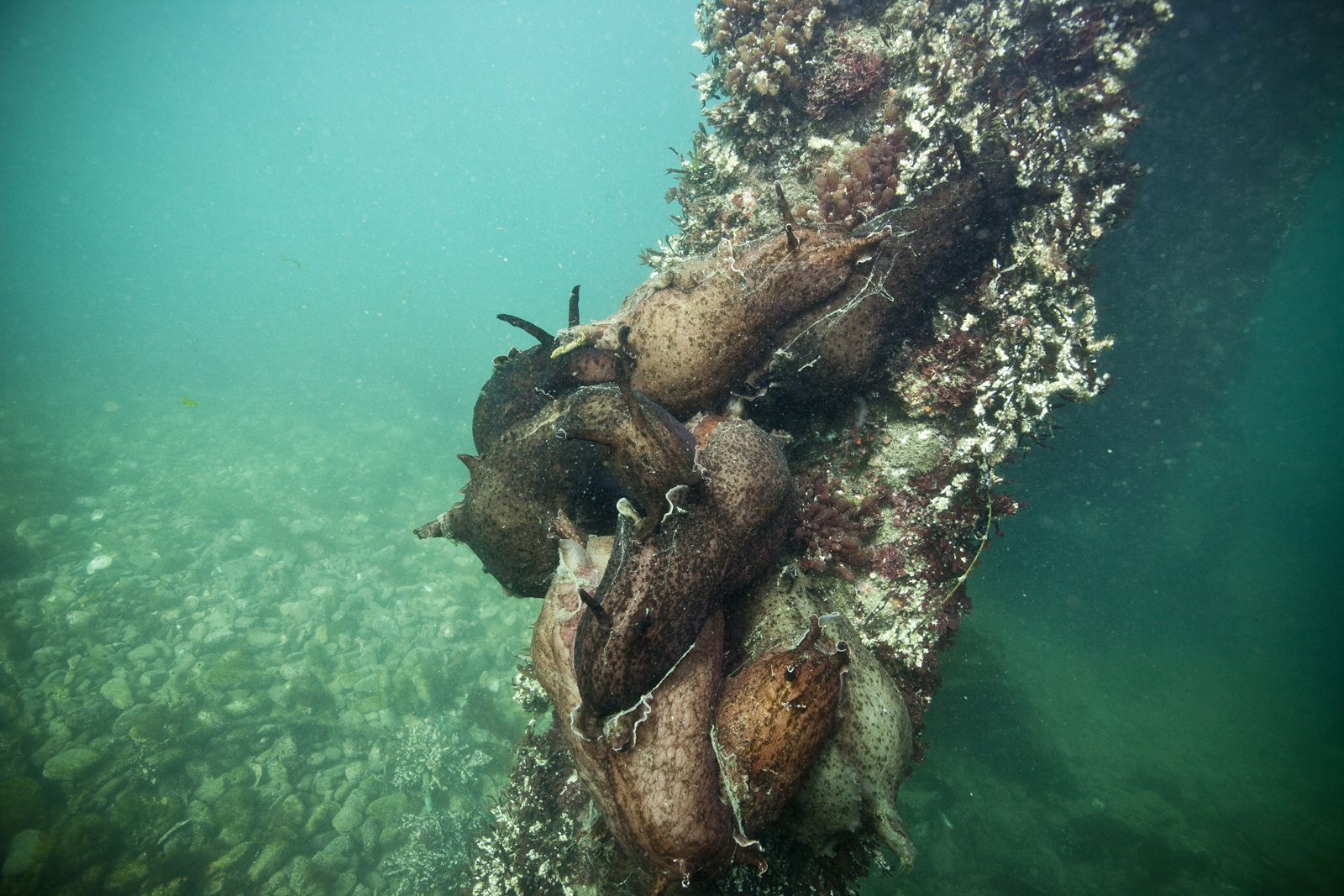 Large sea slugs attached to a submerged structure covered with marine growth, in an underwater environment with a rocky seabed.