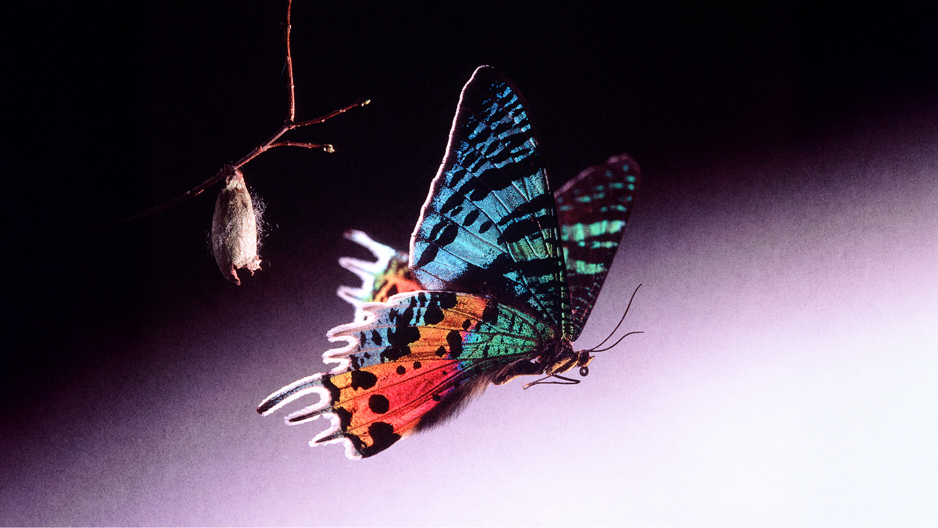 A colorful butterfly with vivid patterns hangs near an empty cocoon on a twig against a soft, gradient background.