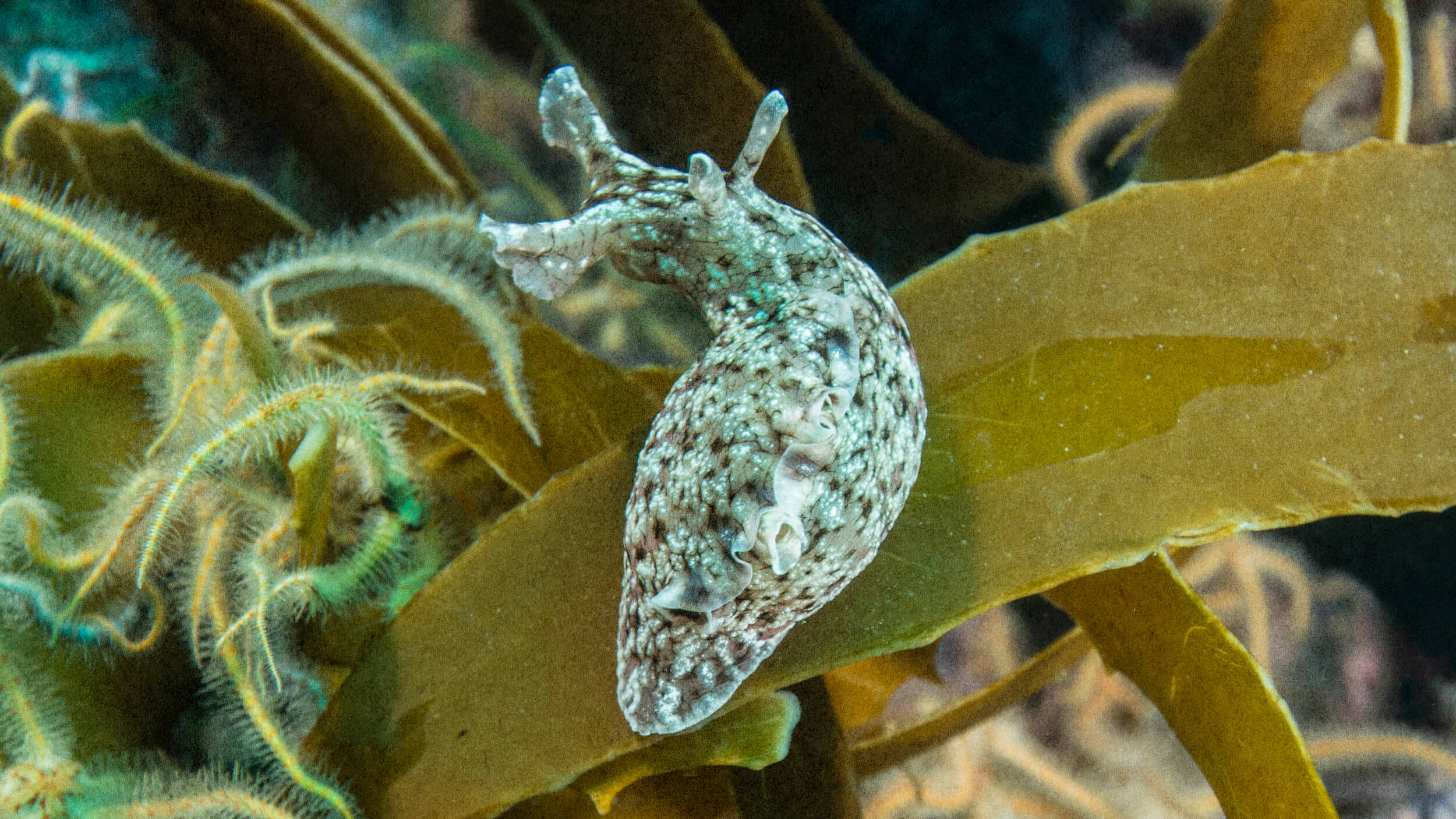 A sea slug with a mottled appearance glides gracefully across the brown seaweed, its vibrant colors etching an unforgettable memory in the underwater landscape.