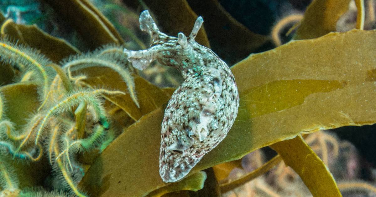 What food comas in sea slugs teach us about memory